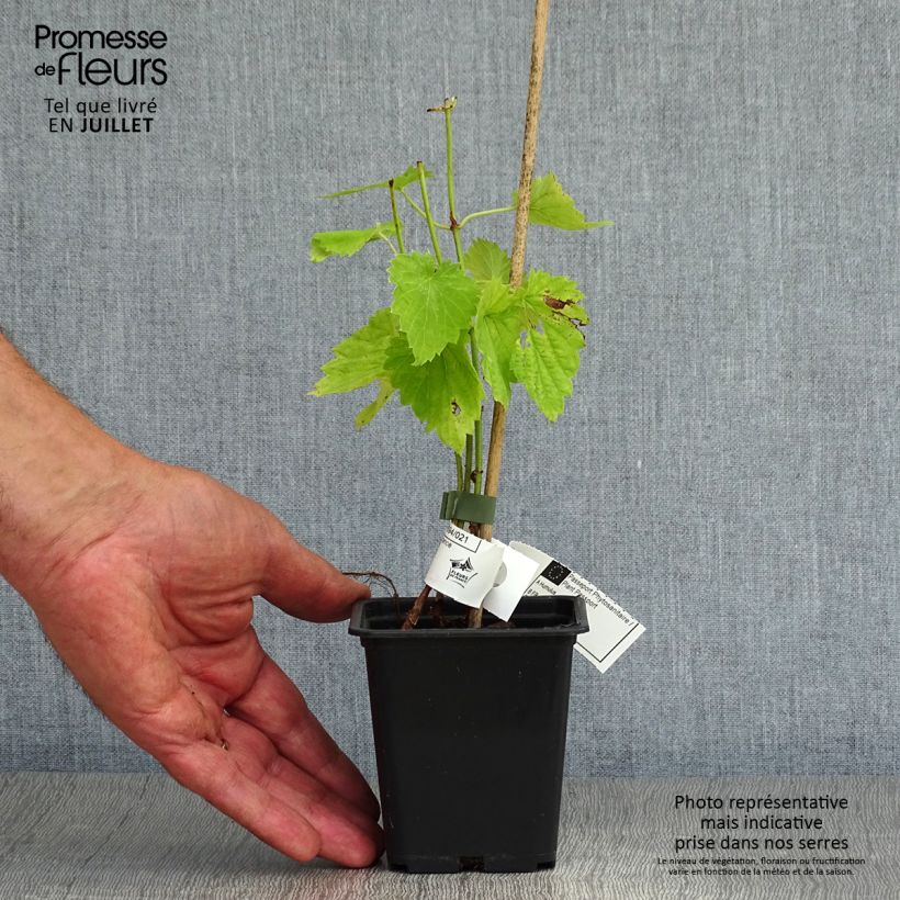 Humulus lupulus - Common Hop 8/9 cm pot sample as delivered in summer