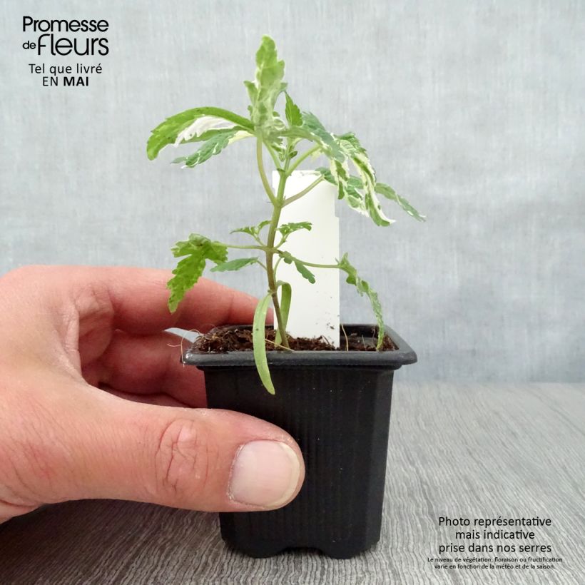 Humulus japonicus Variegatus 8/9 cm pot sample as delivered in spring