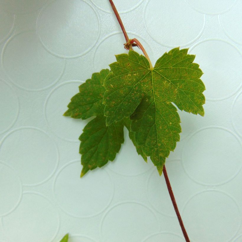 Humulus lupulus Magnum - Common Hop (Foliage)