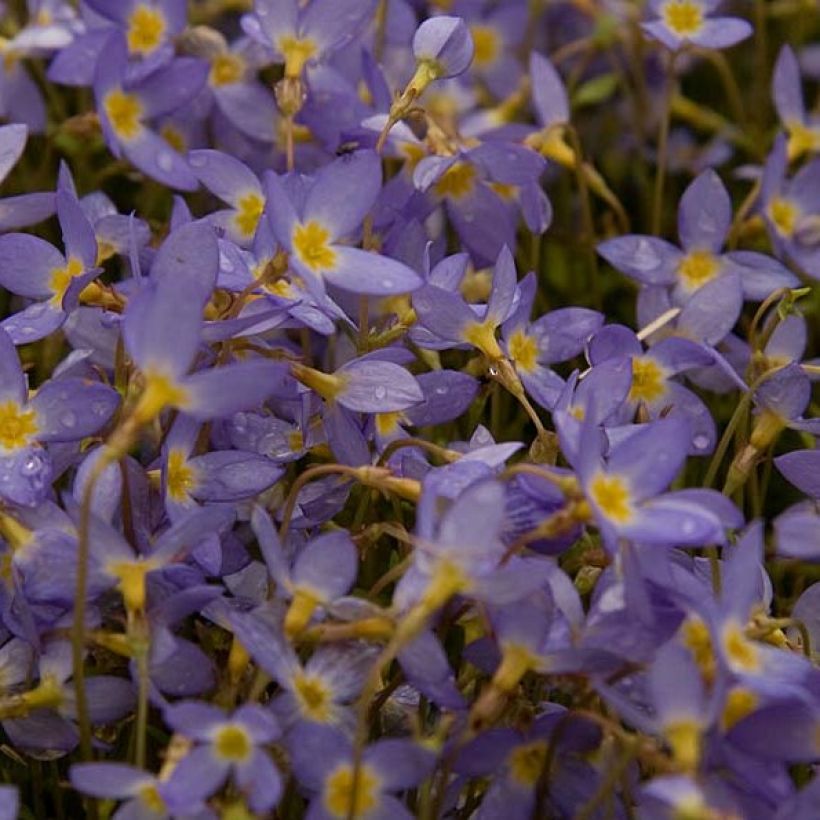 Houstonia caerulea Millard's Variety - Quaker ladies (Flowering)