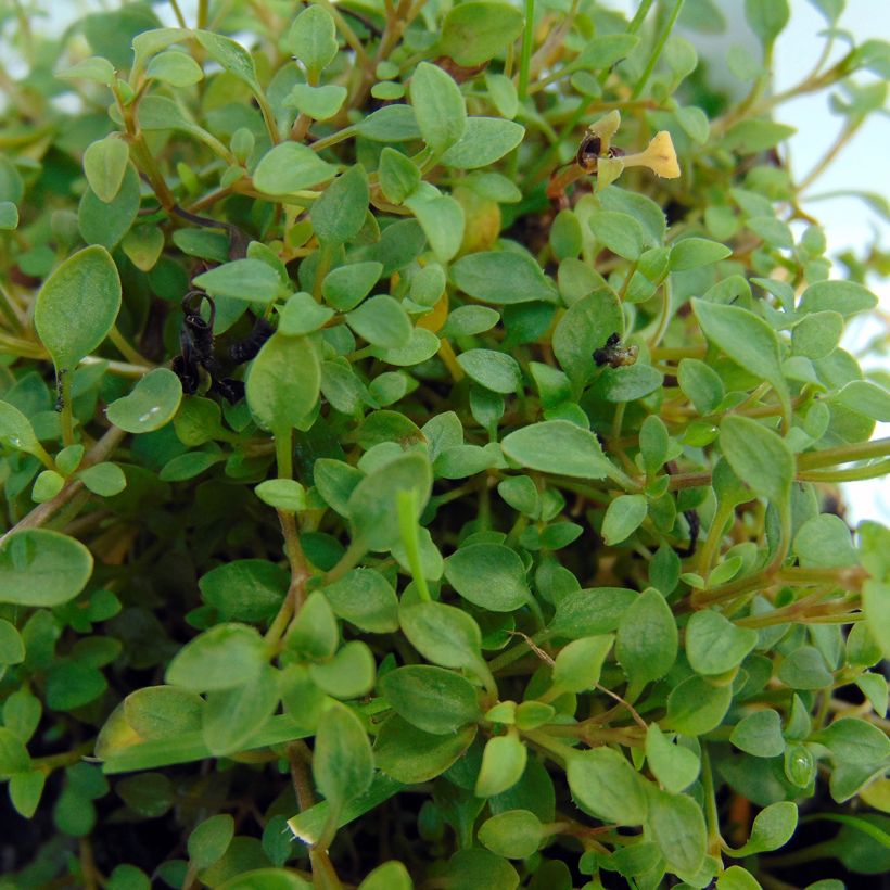 Houstonia caerulea Millard's Variety - Quaker ladies (Foliage)