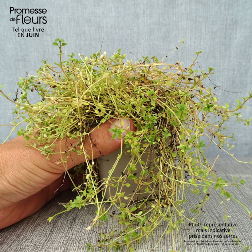 Houstonia caerulea Millard's Variety - Quaker ladies 8/9 cm pot sample as delivered in summer
