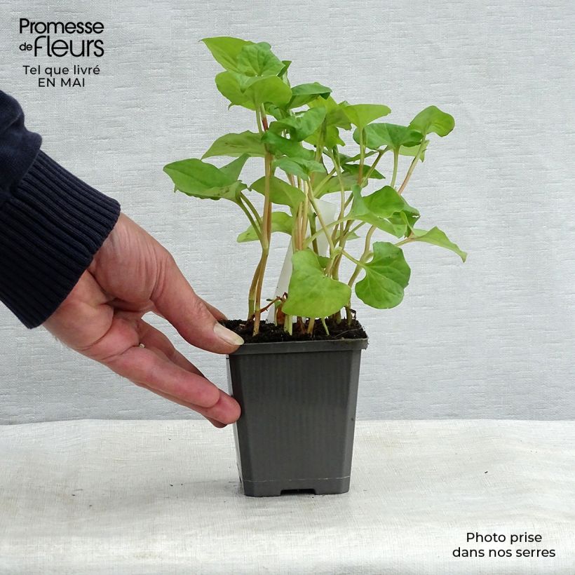 Houttuynia cordata  sample as delivered in spring