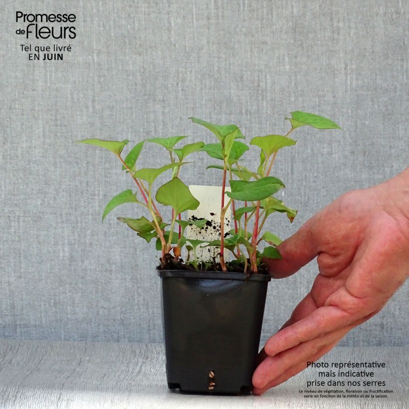 Houttuynia cordata  8/9 cm pot sample as delivered in summer