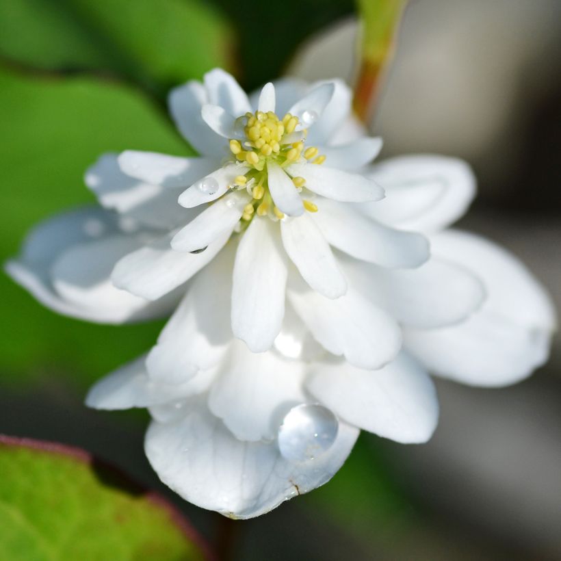 Houttuynia cordata Flore Pleno (Flowering)