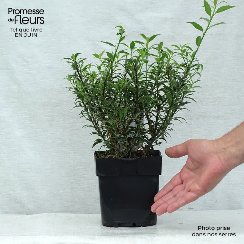 Ilex aquifolium Myrtifolia - Common Holly 2L/3L pot sample as delivered in summer