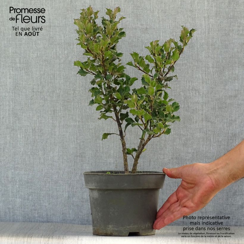 American Holly - Ilex meserveae Blue Angel 2L/3L pot sample as delivered in summer