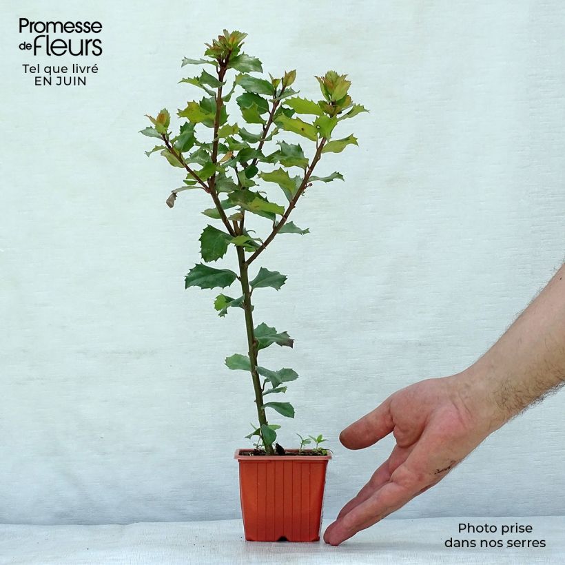 American Holly - Ilex meserveae Blue Prince 8/9 cm pot sample as delivered in summer