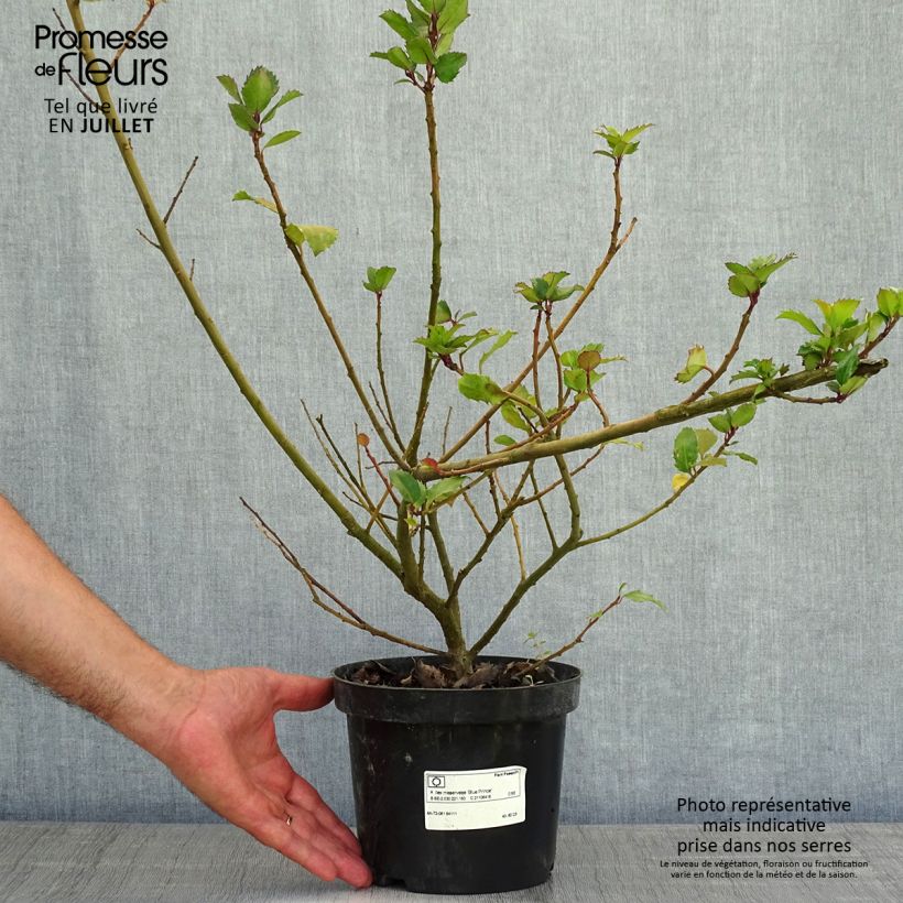 American Holly - Ilex meserveae Blue Prince 2L/3L pot sample as delivered in summer