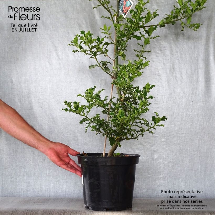 Ilex aquifolium - Common Holly 7.5L/10L pot sample as delivered in summer