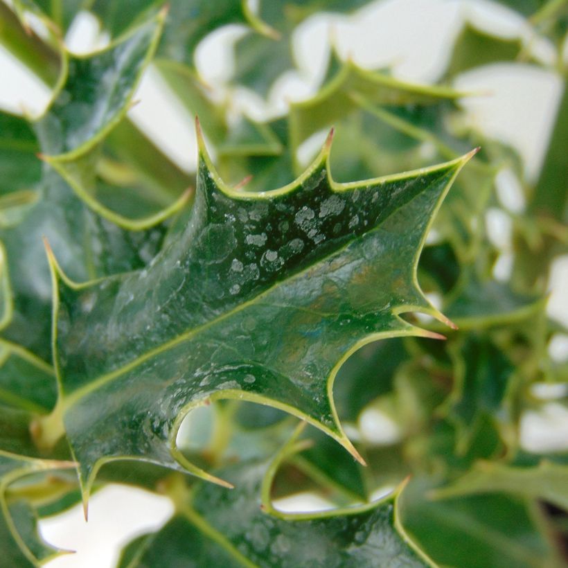 Ilex aquifolium Alaska - Common Holly (Foliage)