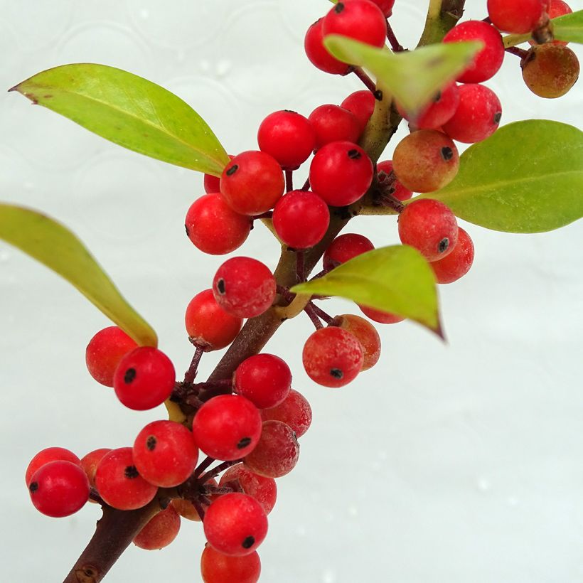 Ilex aquifolium Alaska - Common Holly (Harvest)