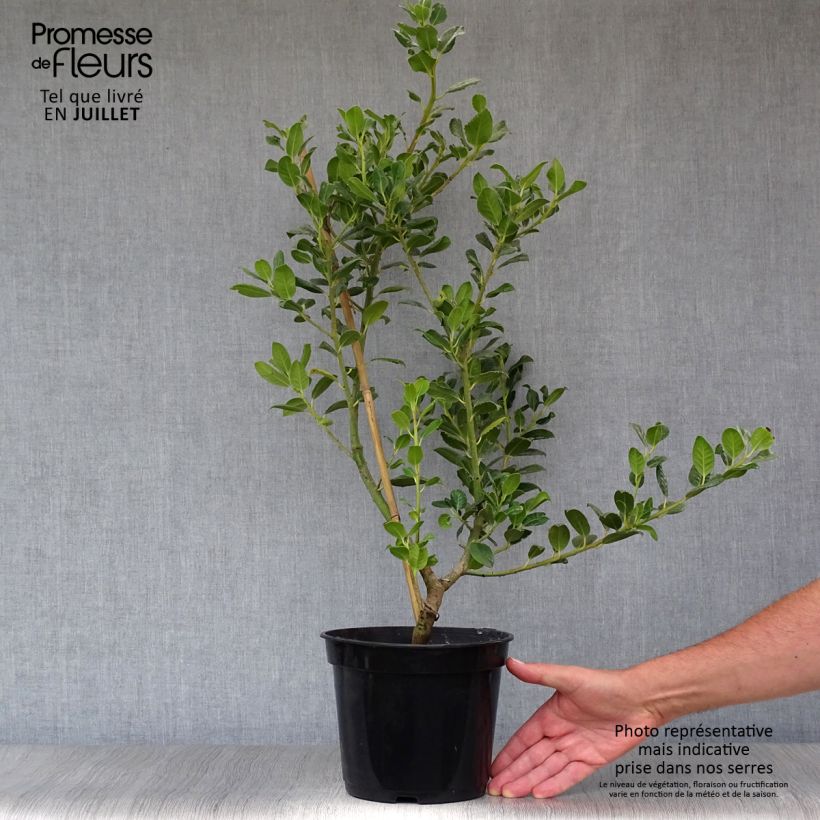Common Holly - Ilex aquifolium JC Van Tol 2L/3L pot sample as delivered in summer
