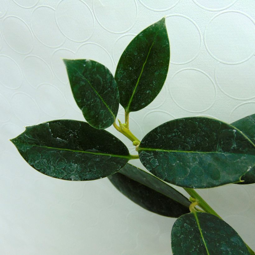 Common Holly - Ilex aquifolium JC Van Tol (Foliage)