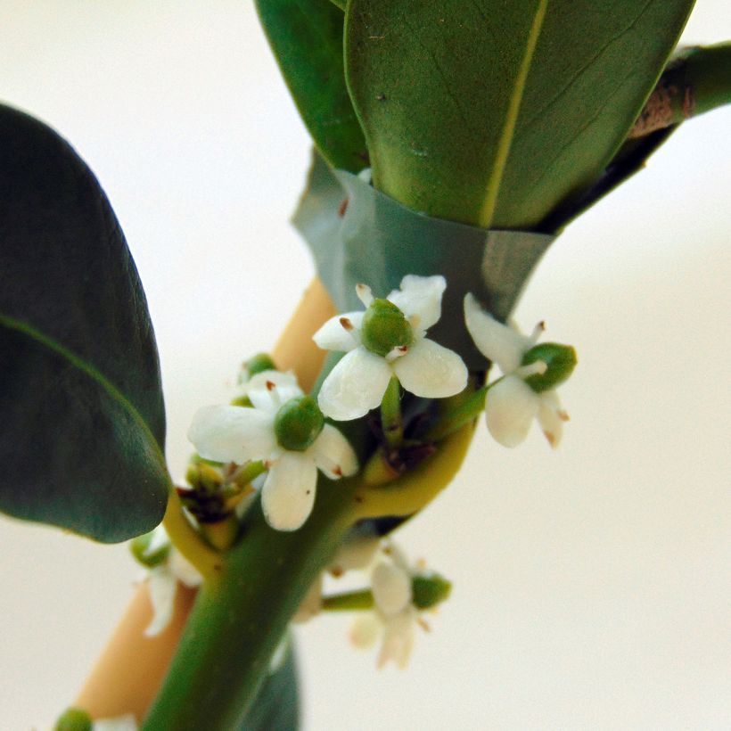 Common Holly - Ilex aquifolium JC Van Tol (Flowering)