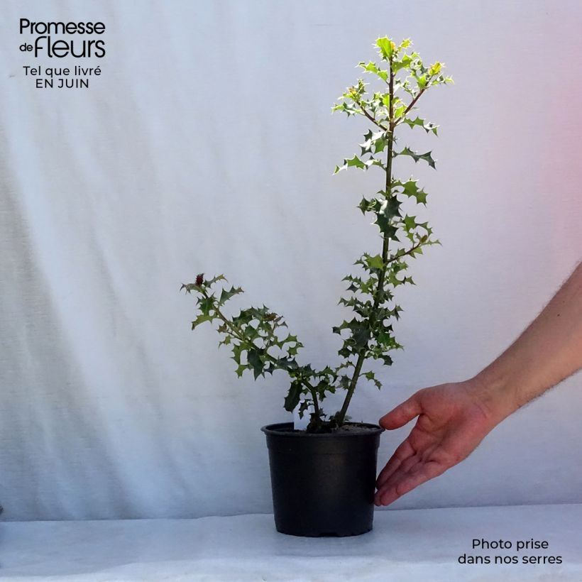 Ilex aquifolium - Common Holly 2L/3L pot sample as delivered in summer