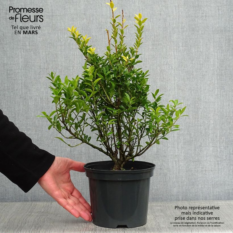 Ilex crenata Blondie - Japanese Holly 2L/3L pot sample as delivered in winter