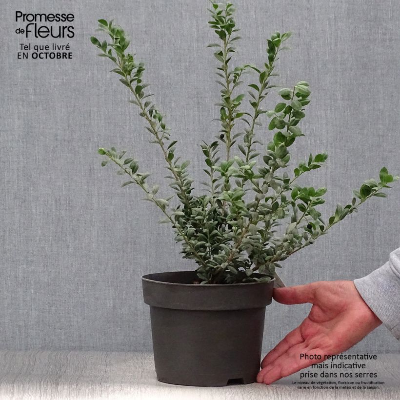 Crenate Holly - Ilex crenata Convexa 2L/3L pot sample as delivered in autumn