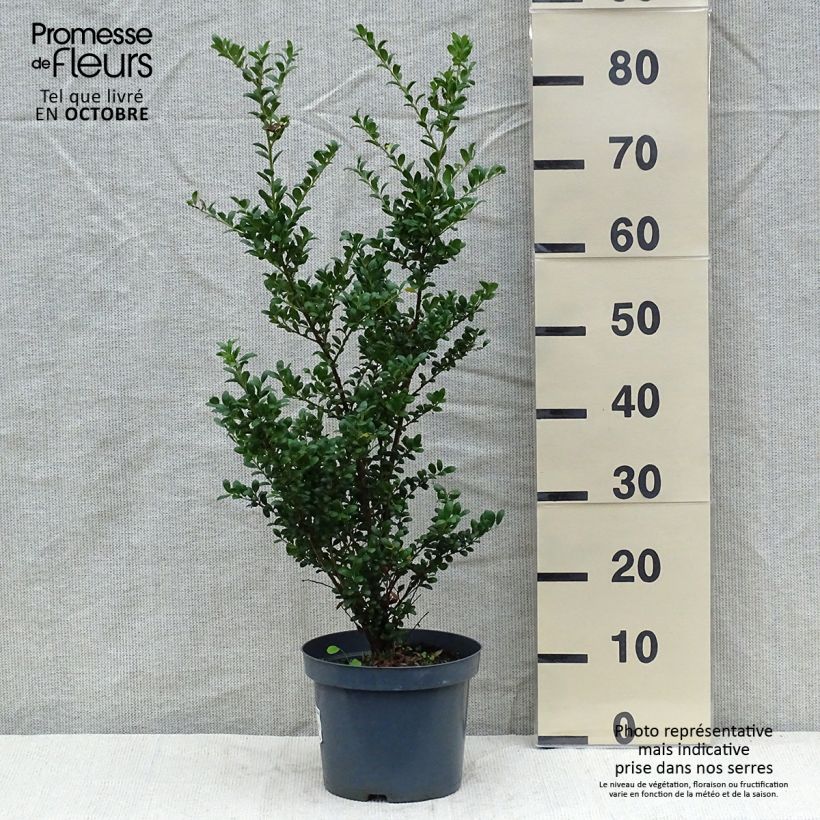 Crenate Holly - Ilex crenata Convexa 4L/5L pot sample as delivered in autumn