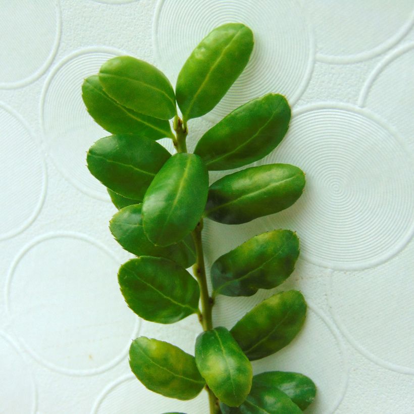 Crenate Holly - Ilex crenata Convexa (Foliage)