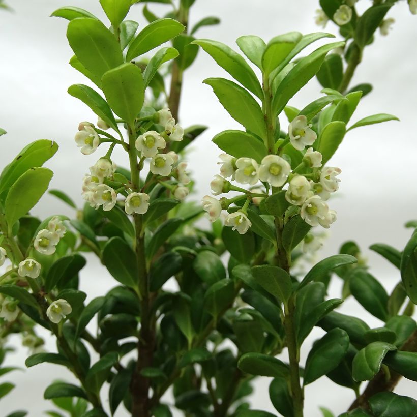Crenate Holly - Ilex crenata Convexa (Flowering)
