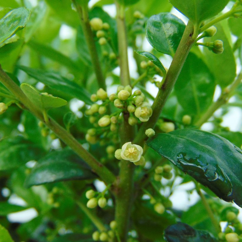 Ilex crenata Dark Green - Japanese Holly (Flowering)