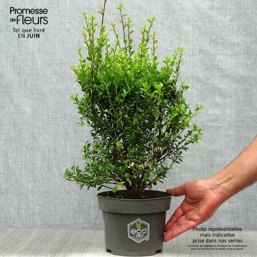 Ilex crenata Dark Green - Japanese Holly 2L/3L pot sample as delivered in summer