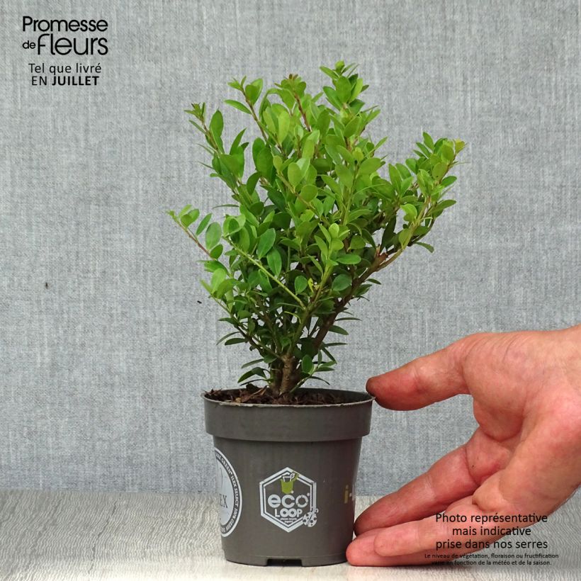 Ilex crenata Dark Green - Japanese Holly 8/9 cm pot sample as delivered in summer