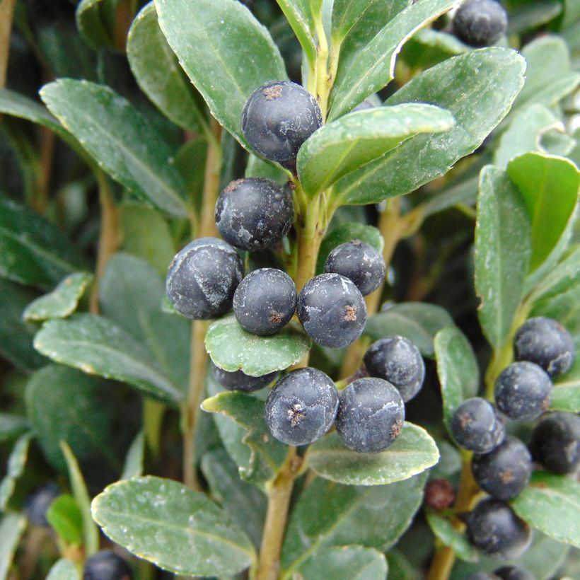 Ilex crenata Fastigiata - Japanese Holly (Harvest)