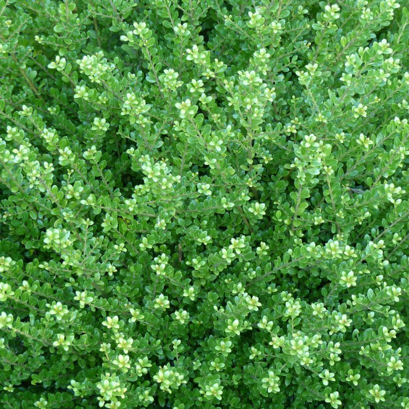 Ilex crenata Glorie Dwarf - Japanese Holly (Foliage)