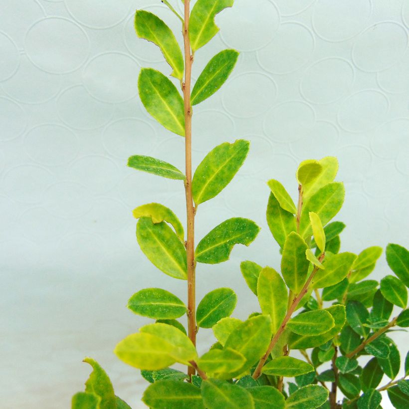 Ilex crenata Golden Gem - Japanese Holly (Foliage)