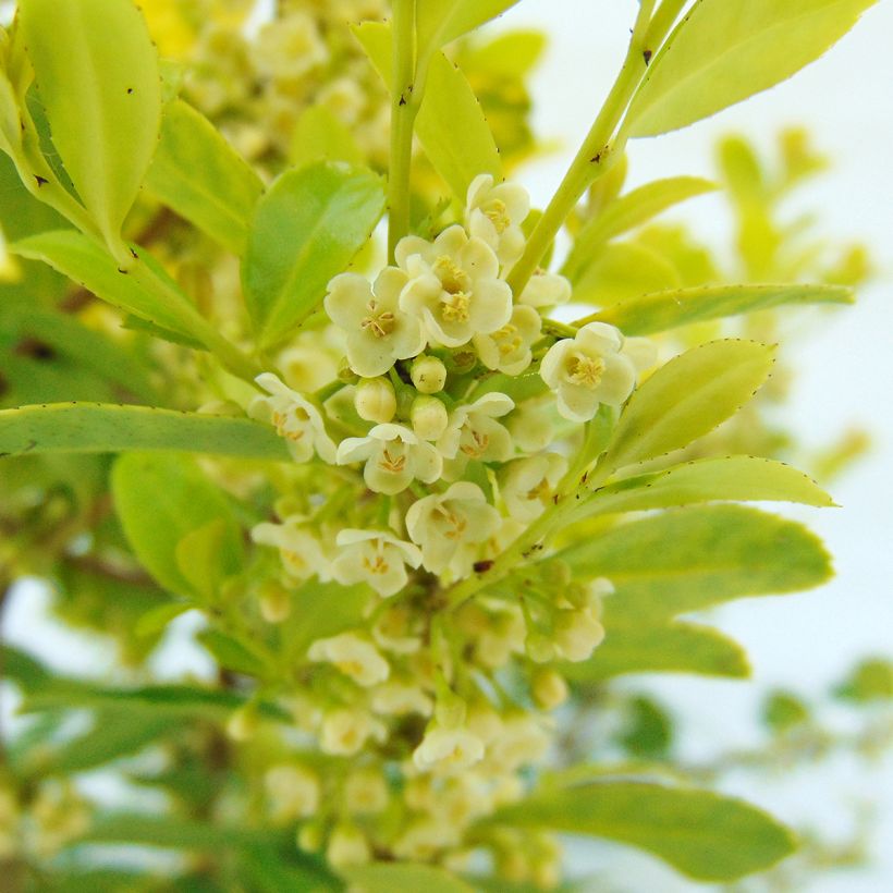 Ilex crenata Golden Gem - Japanese Holly (Flowering)
