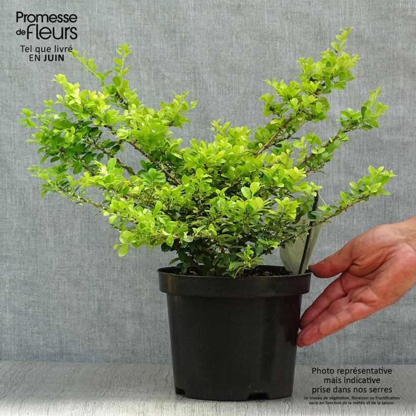 Ilex crenata Golden Gem - Japanese Holly 2L/3L pot sample as delivered in summer