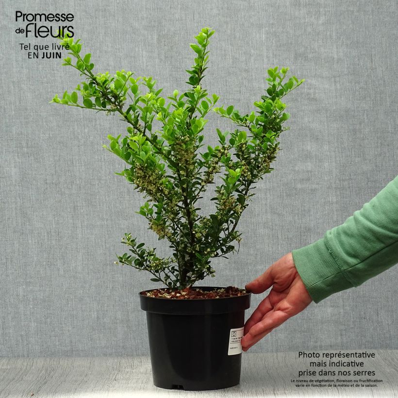 Ilex crenata Green Hedge - Japanese Holly 2L/3L pot sample as delivered in summer