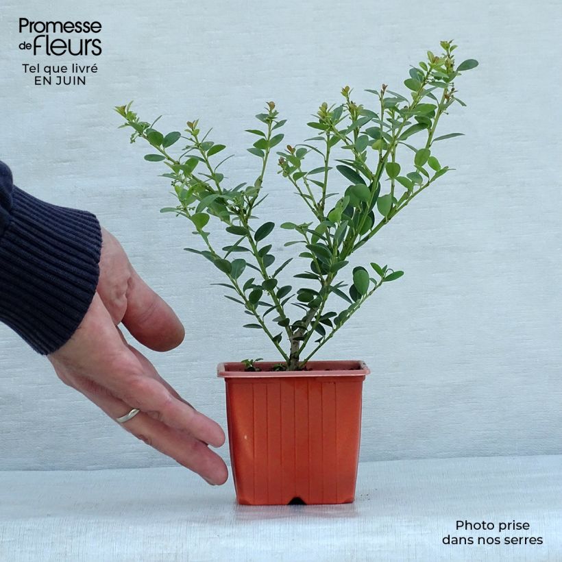 Ilex crenata Green Hedge - Japanese Holly 8/9 cm pot sample as delivered in summer