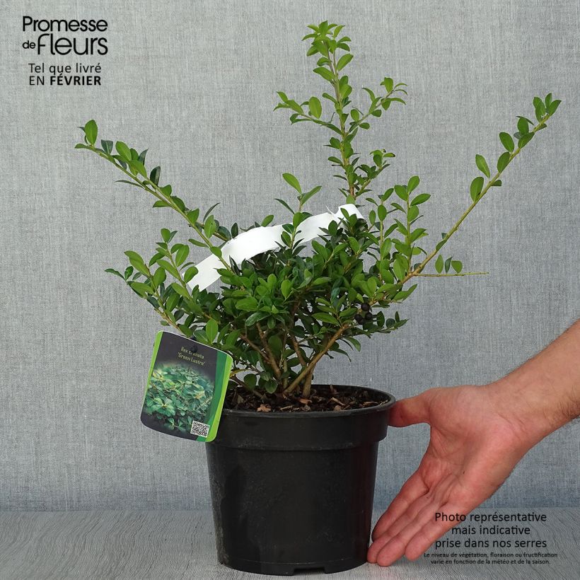 Ilex crenata Green Lustre - Japanese Holly 2L/3L pot sample as delivered in autumn