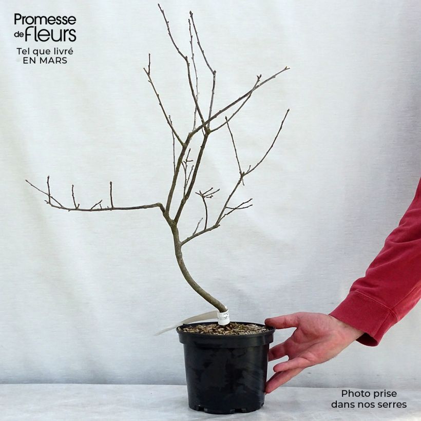 Ilex verticillata Southern Gentleman 3L/4L pot sample as delivered in winter