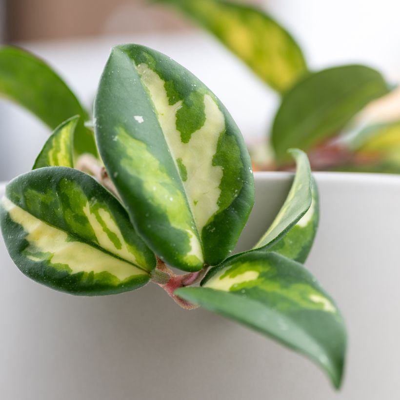 Hoya carnosa Tricolor - Wax plant (Foliage)