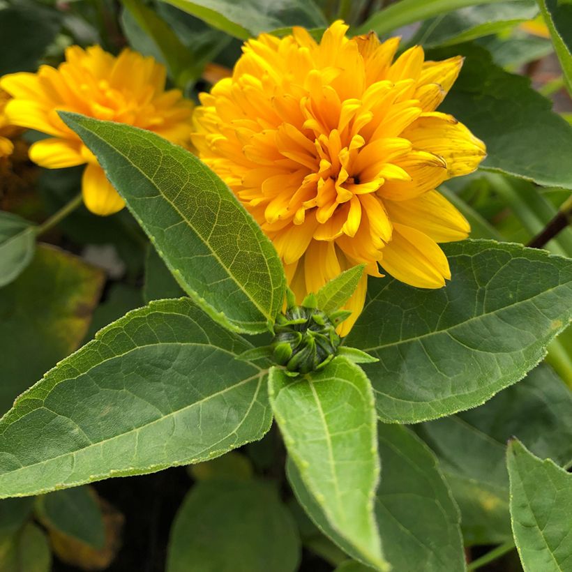 Helianthus decapetalus Soleil dOr (Foliage)