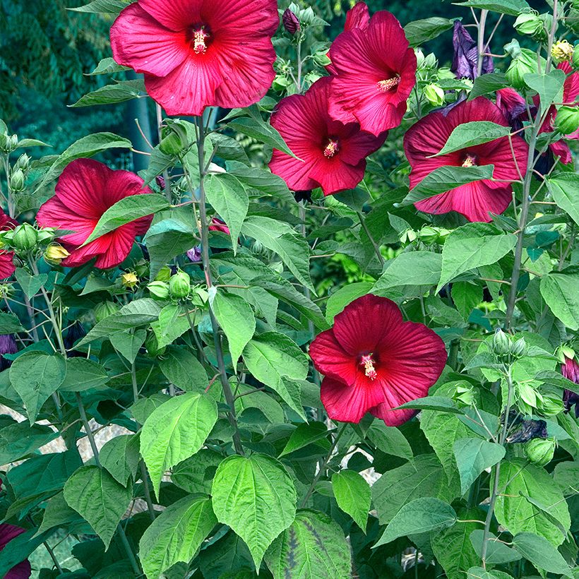 Hibiscus moscheutos Red - Swamp Rose Mallow (Plant habit)