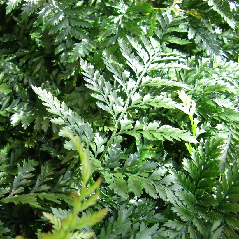 Humata tyermannii (Foliage)