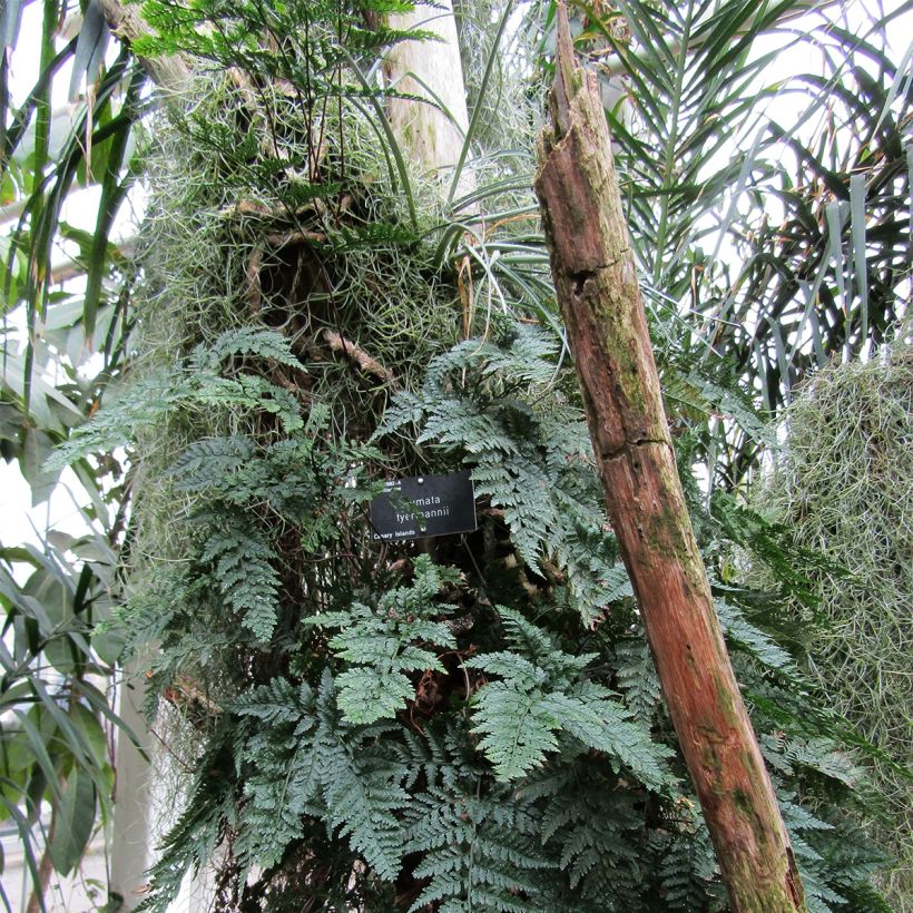 Humata tyermannii (Plant habit)