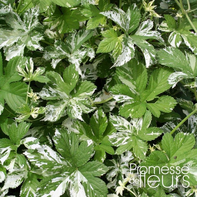 Humulus japonicus Variegatus (Foliage)