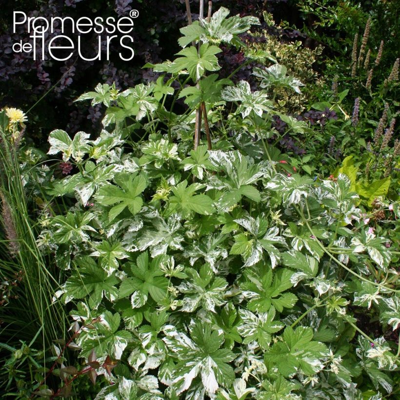 Humulus japonicus Variegatus (Plant habit)