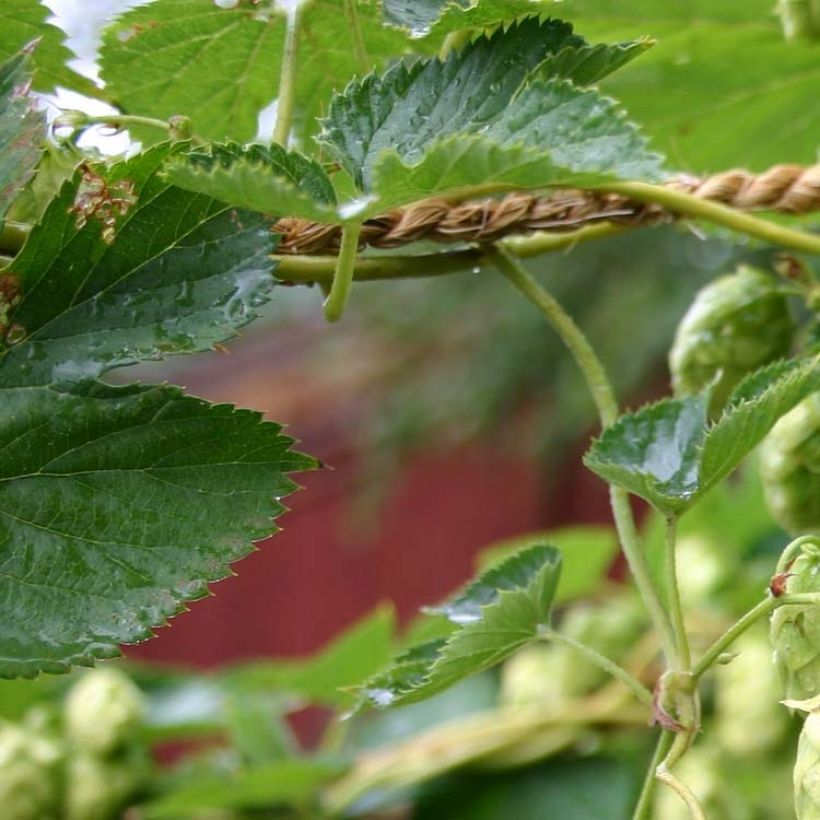 Humulus lupulus Cascade (Foliage)