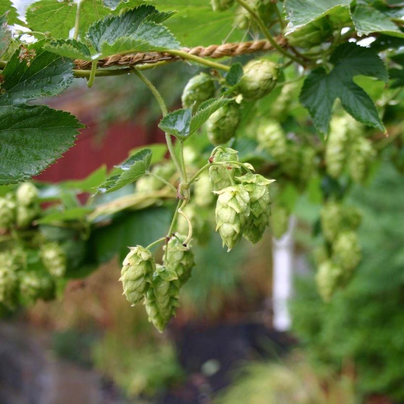 Humulus lupulus Cascade (Flowering)