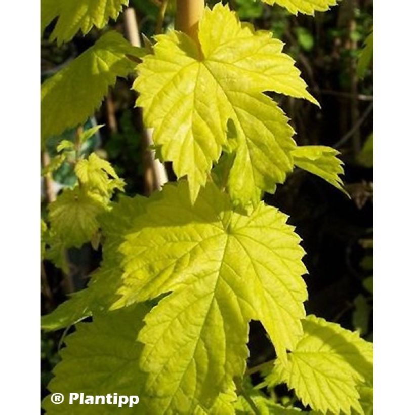 Humulus lupulus Golden Tassels - Hop (Foliage)