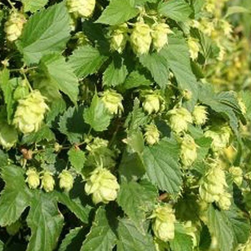 Humulus lupulus Nordbrau - Hop (Foliage)