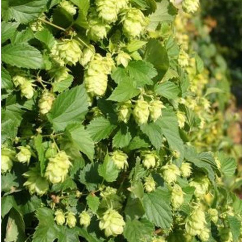 Humulus lupulus Nordbrau - Hop (Flowering)