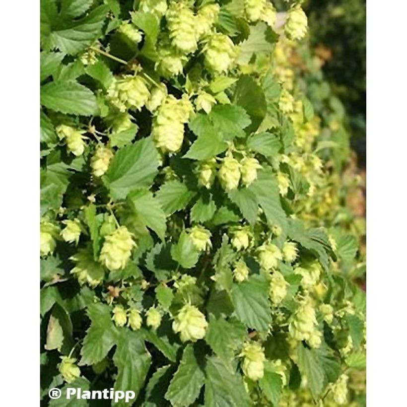 Humulus lupulus Prima Donna - Hop (Foliage)